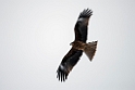 Black kite20170207_DSC5055