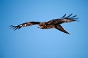 Black kite20170207_DSC5838
