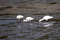 Black-faced Spoonbill20170212_DSC8052