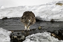 Blackinston_DSC6157