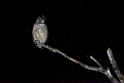 Blakingston Fiskowl20170208_DSC6357