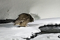 Blakingston Fiskowl20170208_DSC6360