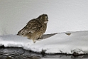 Blakingston Fiskowl20170208_DSC6366