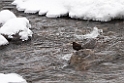 Brown dipper20170208_DSC6266