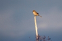 Bull-headed shrike20170212_DSC8194
