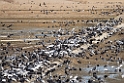 Cranes20170212_DSC7791