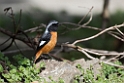 Daurian Redstart20170212_DSC7949