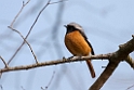 Daurian Redstart20170214_DSC8290