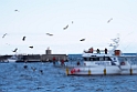 Eagles Rause_DSC6586