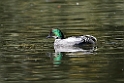 Falcated Teal20170219_DSC8588