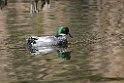 Falcated duck20170219_DSC8565