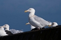 Gråmåge20170207_DSC5921