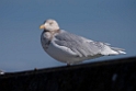 Gråmåge20170207_DSC5929