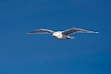 Gråmåge20170207_DSC5935