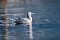 Gråmåge20170209_DSC7231