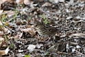 Grey Bunting20170214_DSC8327