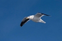 Gull20170207_DSC5960
