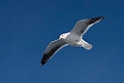 Gulls20170207_DSC5964