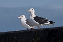 Gulls20170207_DSC5980