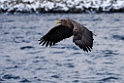 Havørn2+170209_DSC6407