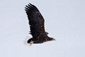 Havørn20170207_DSC5082