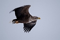 Havørn20170207_DSC5103
