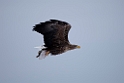 Havørn20170207_DSC5108