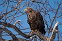 Havørn20170207_DSC5835