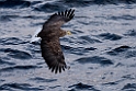 Havørn20170209_DSC6405