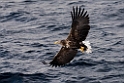 Havørn20170209_DSC6437
