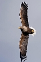 Havørn20170209_DSC6469