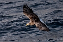 Havørn20170209_DSC6499