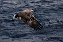 Havørn20170209_DSC6504