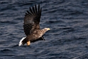 Havørn20170209_DSC6505