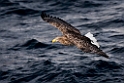 Havørn20170209_DSC6509