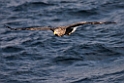 Havørn20170209_DSC6519