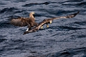 Havørn20170209_DSC6542