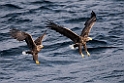 Havørn20170209_DSC6544a