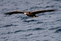 Havørn20170209_DSC6556