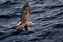 Havørn20170209_DSC6720