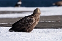 Havørn20170209_DSC7016