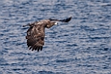 Havørn20170209_DSC7204