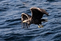 Havørn20190209_DSC6809