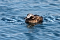Havlit20170207_DSC6036