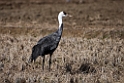 Hooded Crane201702012_DSC7931