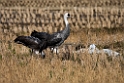 Hooded Crane20170212_DSC7751