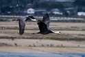 Hooded Crane20170212_DSC7777