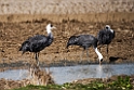 Hooded Crane20170212_DSC7925