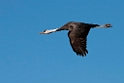 Hooded Crane20170212_DSC8121