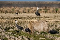 Hooded Crane20170212_DSC8219